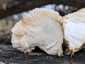 Süngomba (Hericium erinaceus), Budai-hegység